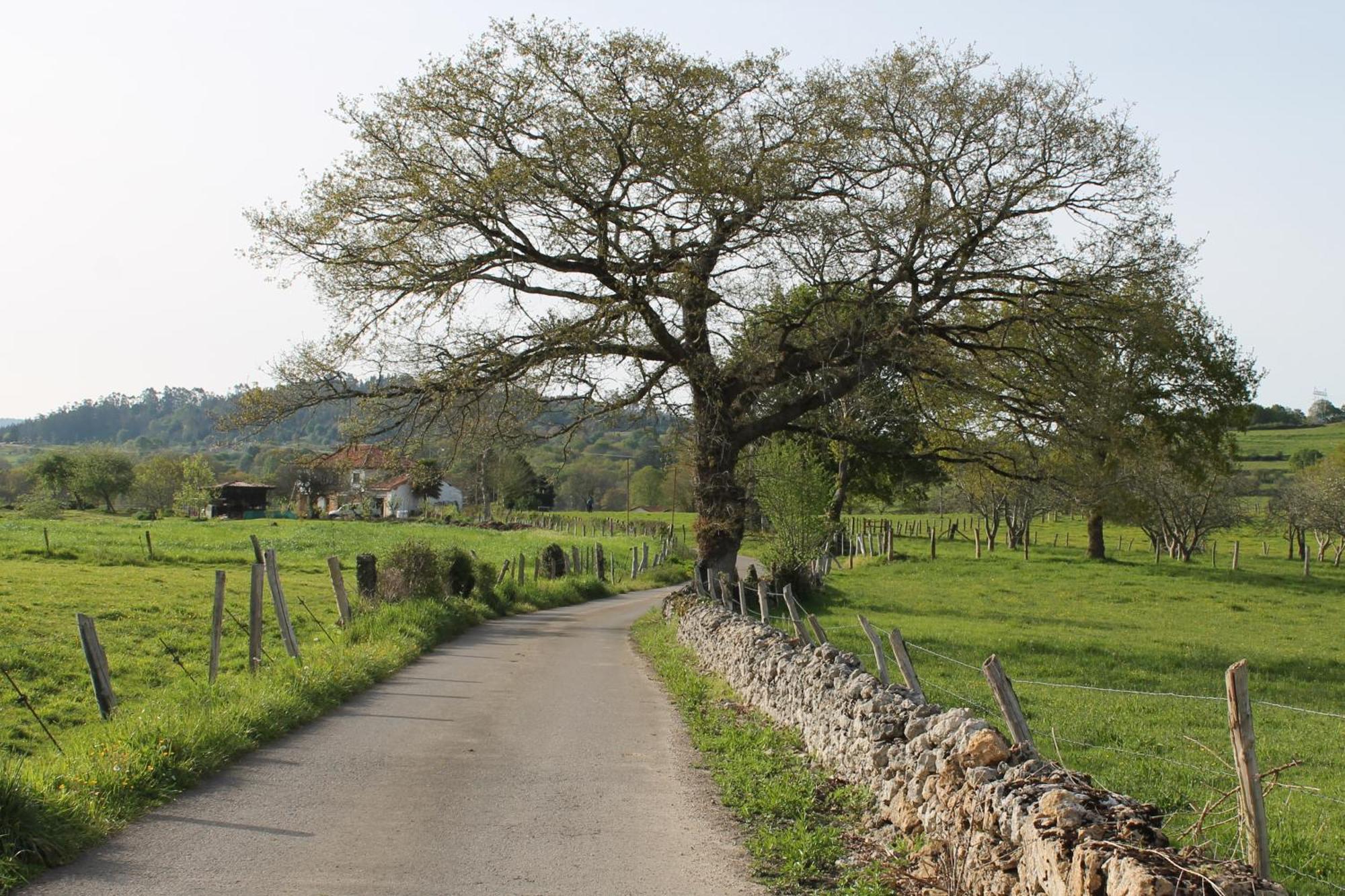 Casa De Aldea Monga 9 En Nava, Asturias别墅 外观 照片
